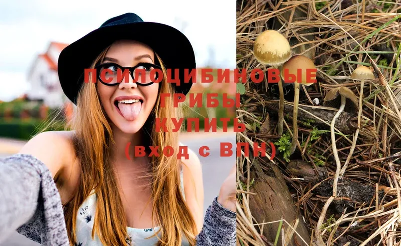 Псилоцибиновые грибы Cubensis  Мамадыш 